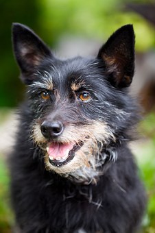 Handy Dog Training Tips