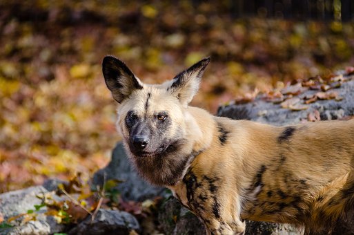 Dog Owners Should Share the Blame for Dog Bite Injury