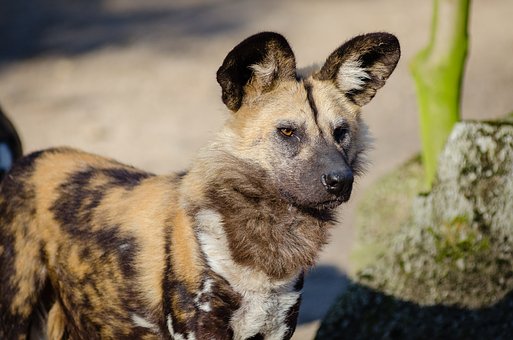 How To Choose The Right Dog