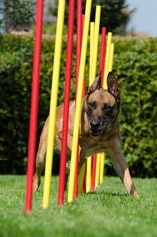 Helpful Advice Regarding Dog Clothing
