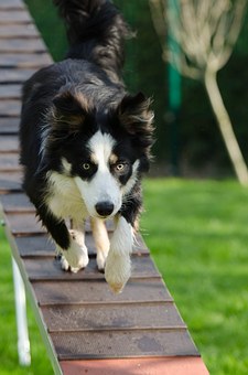 Measure Your Dog For A Harness In 5 Easy Steps