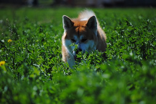 Picking The Appropriate Dog Training Collar