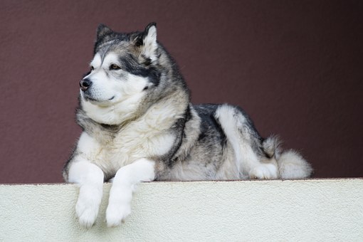 Dog Sitting Rates | Pet Sitter Rates | Pet Sitting Prices