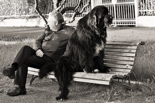 German Shepherd Dog: Facts You Must Know Before Adoptin
