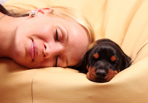 Plastic Dog Crates Or Soft-sided Dog Crates Are An Essential Part Of Camping With Your Pet