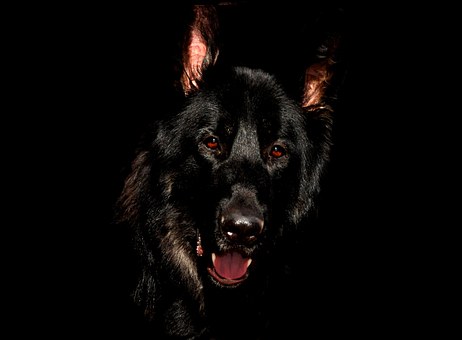 Flea Products For The Safety Of Pet Dogs