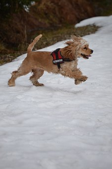 Dog Training: Helping Your Dog Behave