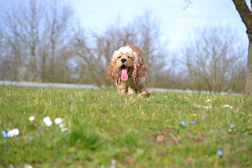 Get Your Dog A Pet Turf For Natures Call