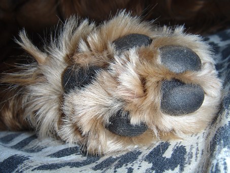 List of Doggies Nuts Seeds