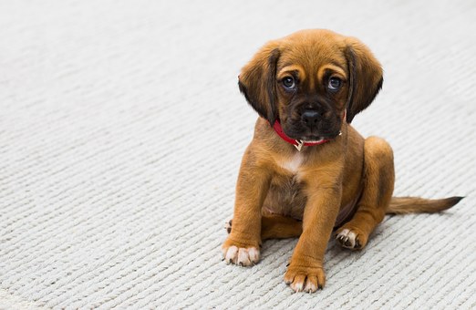 Beneficial Advice Concerning Dog Poop Bags