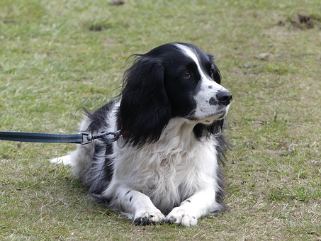 Trusted Dog Fences For Dog Owners