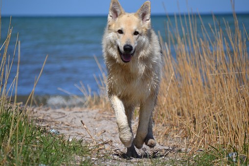 Barking Problems With Your Dog?
