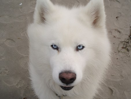 Considering A Dog? Some Things You Should Know