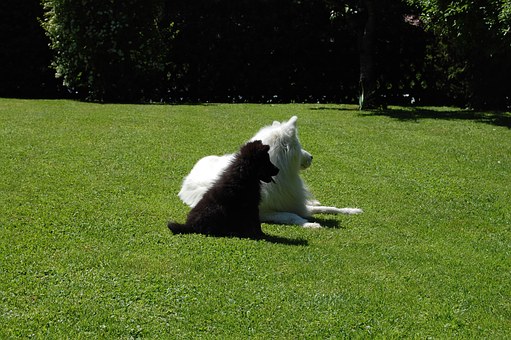 Kerry Blue Terrier Dog Breed Temperament, Health Issues, Grooming and History