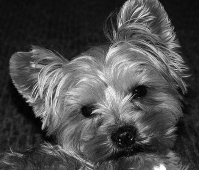 How to Choose a Dog's Kennel
