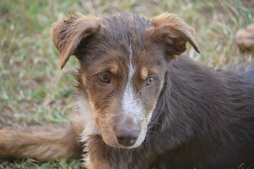 Dog Behavior Problems Solved