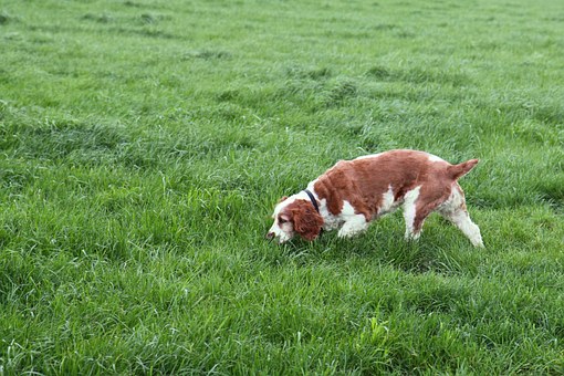 Five Ways To Tell You Shouldn't Get A Dog