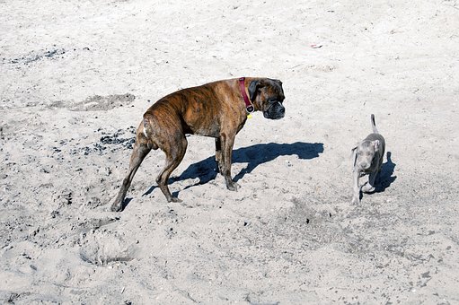 Dog Boarding: Ultimate Solution To Your Worries