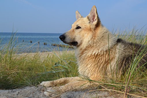 The Dog Training Collar Is Meant To Assist Dog Trainers