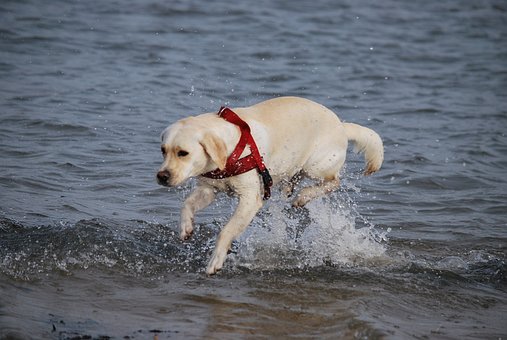 How To Clean Your Dog Leash