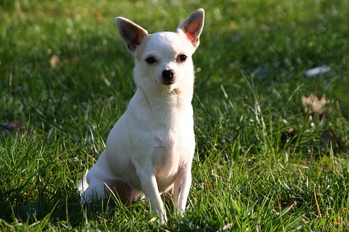 Papatek Launched Dog Training Products and Accessories Online