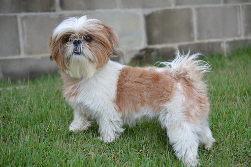 Obtaining Glucosamine For Dogs