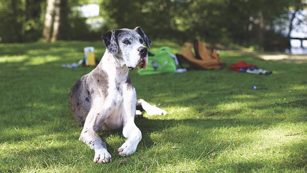 Things To Do To Prevent Your Dog From Biting
