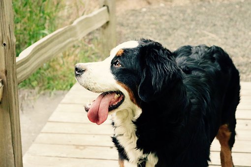Led Collar For Your Dog