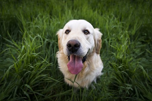 Dog Repellent Spray