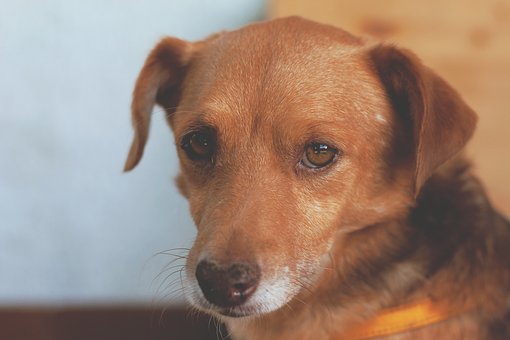 How To Choose The Best Dog?