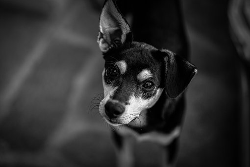 Basics Care For Toy Dogs