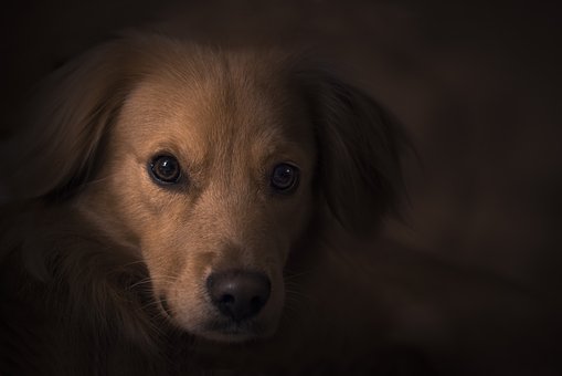 The Best Way To Take Care Of Your Pet Dog