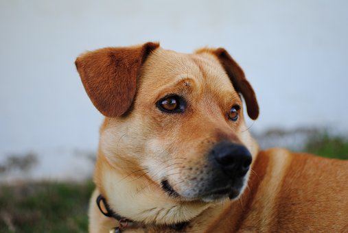 Dog Bite Injury Lawyer