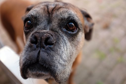 Harmless Dog Containment System For Your Dog
