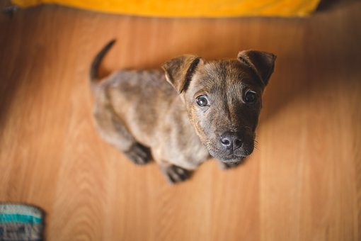 Why You Need To Train Your Dog