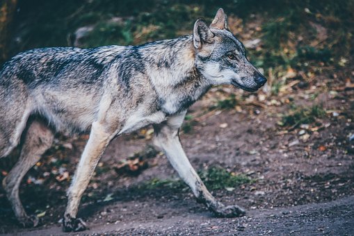 The Barking Dog Collar Corrects Dogs Incorrect Habits