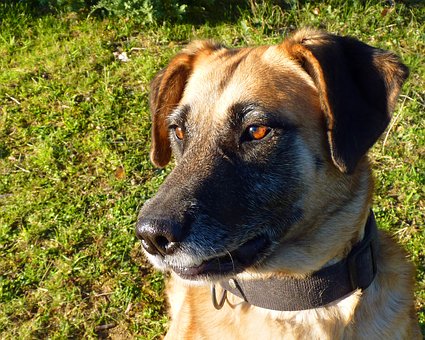 How To Quickly Stop Dog Barking