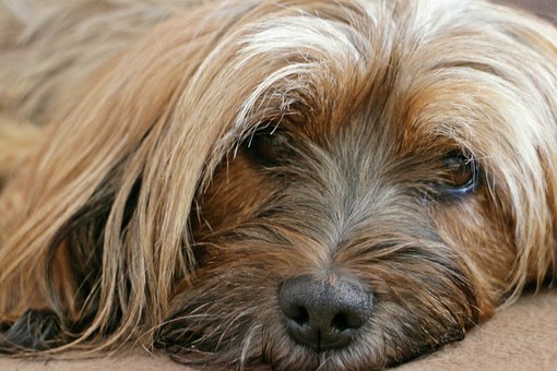How To Teach A Dog To Fetch