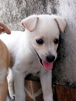 Tips On How To Take Care Of Your Dog