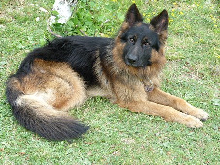 German Shepherd Dog: Facts You Must Know Before Adoptin