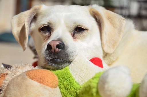 Locating Dogs For Sale Online