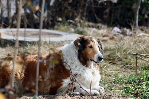 Benefits Of A Large Plastic Dog Pen