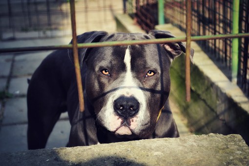 We Ought To Take Care Of Our Dogs