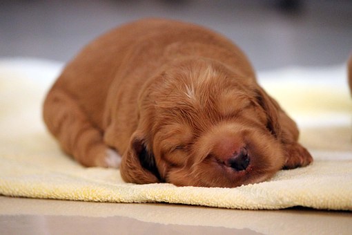 Dog Cages Aren't Meant to be Prisons