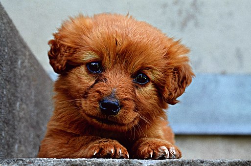 How To Stop Your Dog Barking