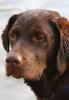 Glucosamine HCL vs Glucosamine Sulfate - Which is better for a dog's joints?