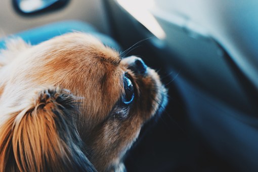 Helpful Advice Regarding Dog Nail Grinders