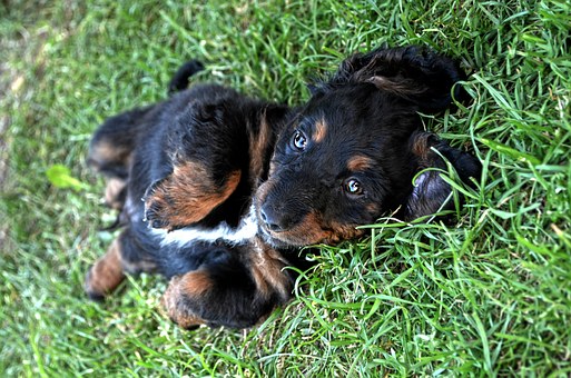 Adopting A Dog