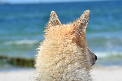 Buying Vet Flea Products For Dogs Online