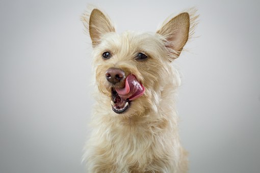 Dog Obedience Problems